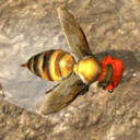 蜂巢模拟器3d(Bee Nest Simulation 3D)_logo